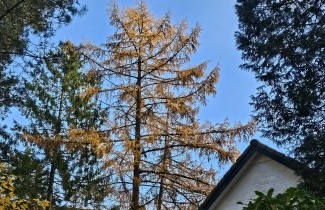 Afbeelding Japanse Lariks - Larix kaempferi