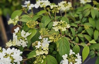 Afbeelding Sneeuwbal 'Watanabe' - Viburnum plicatum 'Watanabe'