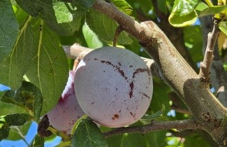 Afbeelding Pruim 'Reine Claude d'Althan' - Prunus domestica 'Reine Claude d'Althan'