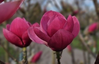 Afbeelding Magnolia 'Watermelon' - Magnolia 'Watermelon'