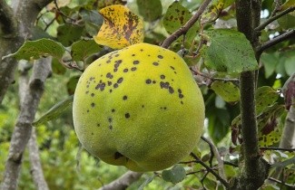 Afbeelding Kweepeer - Cydonia oblonga 'Champion'