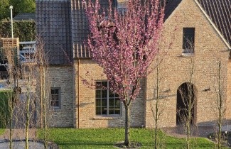 Afbeelding Roodbladige Japanse sierkers - Prunus serrulata 'Royal Burgundy'