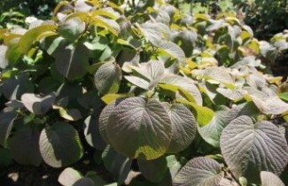Afbeelding Sneeuwbal furcatum - Viburnum furcatum