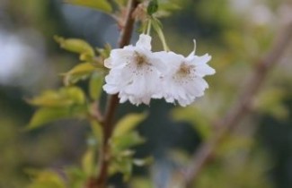 Afbeelding Japanse sierkers 'Autumnalis'  - Prunus x subhirtella 'Autumnalis'