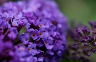 Afbeelding Vlinderstruik 'Empire Blue' - voor vakbeplanting - Buddleja davidii 'Empire Blue'
