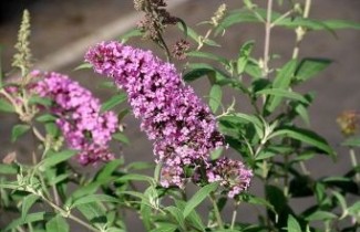 Afbeelding Vlinderstruik 'Pink Delight'  - Buddleja davidii 'Pink Delight'