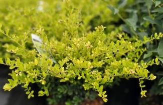 Afbeelding Japanse hulst 'Golden Gem' - Ilex crenata 'Golden Gem'
