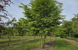 Afbeelding Haagbeuk - Carpinus betulus