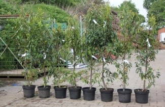 Afbeelding Portugese Laurierkers - Prunus lusitanica