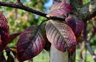 Afbeelding Bruinbladige vogelkers - Prunus padus 'Colorata'