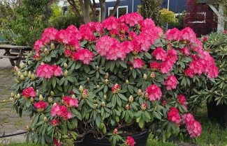 Afbeelding Rododendron 'Fantastica' - Rhododendron yakushimanum 'Fantastica'