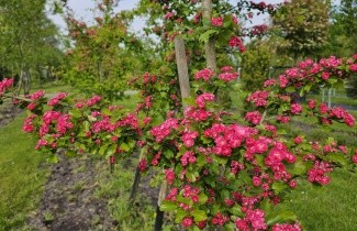 Afbeelding Rode meidoorn - Crataegus x media 'Paul's Scarlet'