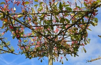 Afbeelding Glansmispel - Photinia fraseri 'Red Robin'