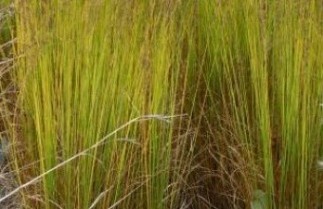 Afbeelding Pijpestrootje 'Moorhexe' - Molinia caerulea 'Moorhexe'