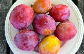 Afbeelding Pruim 'Victoria' - Prunus domestica 'Victoria'