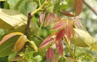 Afbeelding Walnoot 'Mosselaner' - Juglans regia 'Nr 120' of 'Mosselaner Walnuss'