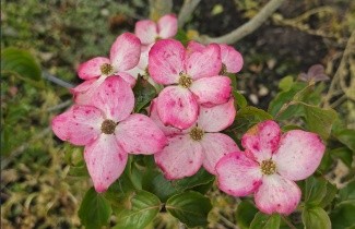 Afbeelding Japanse kornoelje 'Satomi' - Cornus kousa 'Satomi'