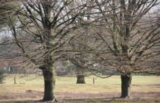 Afbeelding Gewone Beuk - Fagus sylvatica