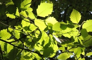 Afbeelding Witte els - Alnus incana