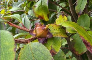Afbeelding Koreaanse schijncamellia - Stewartia pseudocamellia 'Koreana'