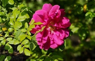 Afbeelding Japanse Bottelroos - Rosa rugosa