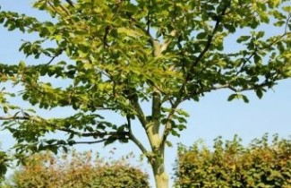 Afbeelding Beuk - Fagus sylvatica