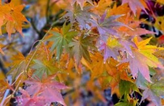 Afbeelding Japanse Esdoorn 'Reticulatum' - Acer palmatum 'Reticulatum'