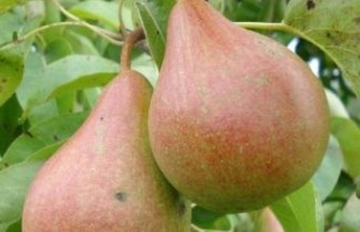 Afbeelding Handpeer 'Zwijndrechtse Wijnpeer' - Pyrus communis 'Zwijndrechtse Wijnpeer'