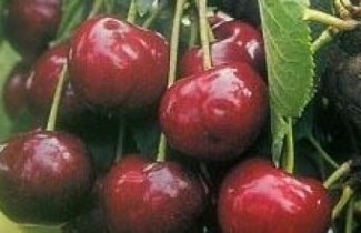 Afbeelding Kers 'Lapins' - Prunus avium 'Lapins'