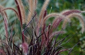 Afbeelding Lampenpoetsersgras 'Rubrum' - Pennisetum setaceum 'Rubrum'