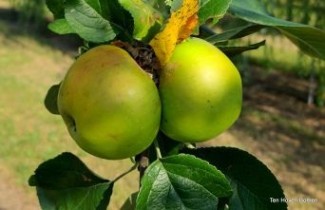 Afbeelding Appel 'Jacques Lebel' - Malus domestica 'Jacques Lebel'