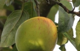 Afbeelding Appel 'Sweet Caroline' - Malus domestica 'Sweet Caroline'