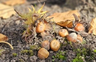 Afbeelding Turkse Hazelaar - Corylus colurna