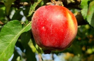 Afbeelding Appel 'Gloster' - Malus domestica 'Gloster'