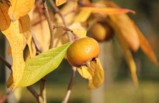 Afbeelding Hollandse reuzenmispel - Mespilus germanica 'Bredase Reus'