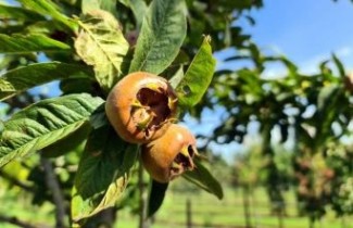 Afbeelding Mispel - Mespilus germanica 'Westerveld'