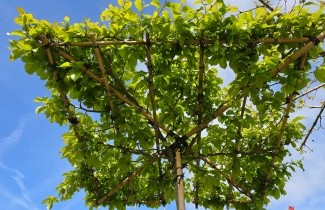 Afbeelding Moeraseik - Quercus palustris