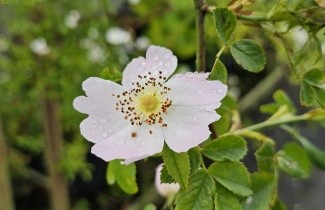 Afbeelding Veelbloemige roos - Rosa multiflora