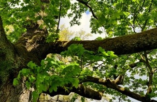 Afbeelding Noorse Esdoorn, spil - Acer platanoides