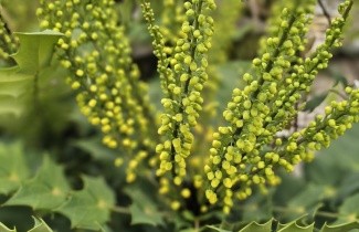 Afbeelding Mahoniestruik 'Charity' - Mahonia x media 'Charity'