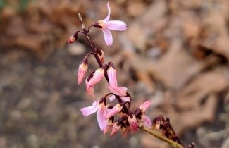 Afbeelding Abeliophyllum 'Roseum' - Abeliophyllum distichum 'Roseum'