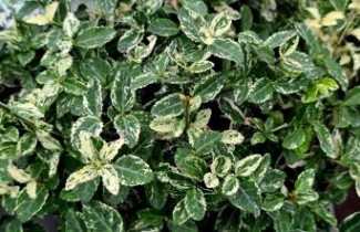 Afbeelding Kardinaalsmuts 'Harlequin' - Euonymus fortunei 'Harlequin'