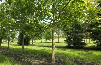 Afbeelding Walnoot - Juglans regia