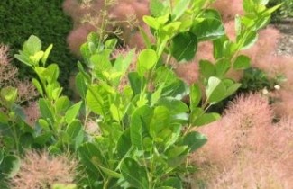 Afbeelding Groene pruikenboom - Cotinus coggygria 'Young Lady'