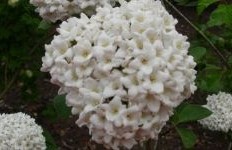 Afbeelding Koreaanse Sneeuwbal 'Juddii' - Viburnum carlesii 'Juddii'
