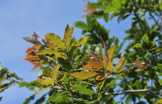 Afbeelding Mexicaanse Eik - Quercus rhysophylla 'Maya'