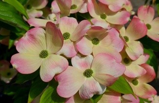 Afbeelding Kornoelje 'Stellar Pink' - Cornus 'Stellar Pink'