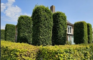 Afbeelding Haagbeuk - Carpinus betulus