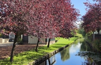 Afbeelding Roodbladige kerspruim - Prunus cerasifera 'Nigra'