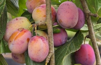 Afbeelding Pruim 'Victoria' - Prunus domestica 'Victoria'